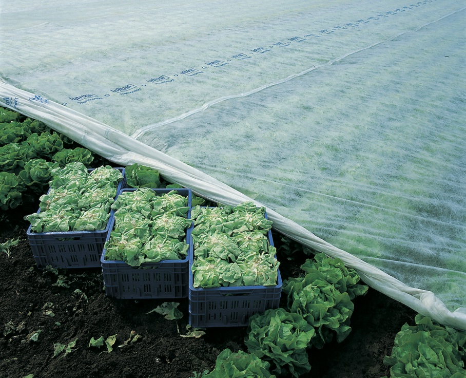 Picture shows a field where salad is grown. On the left corner of the picture are three blue baskets filled with salad