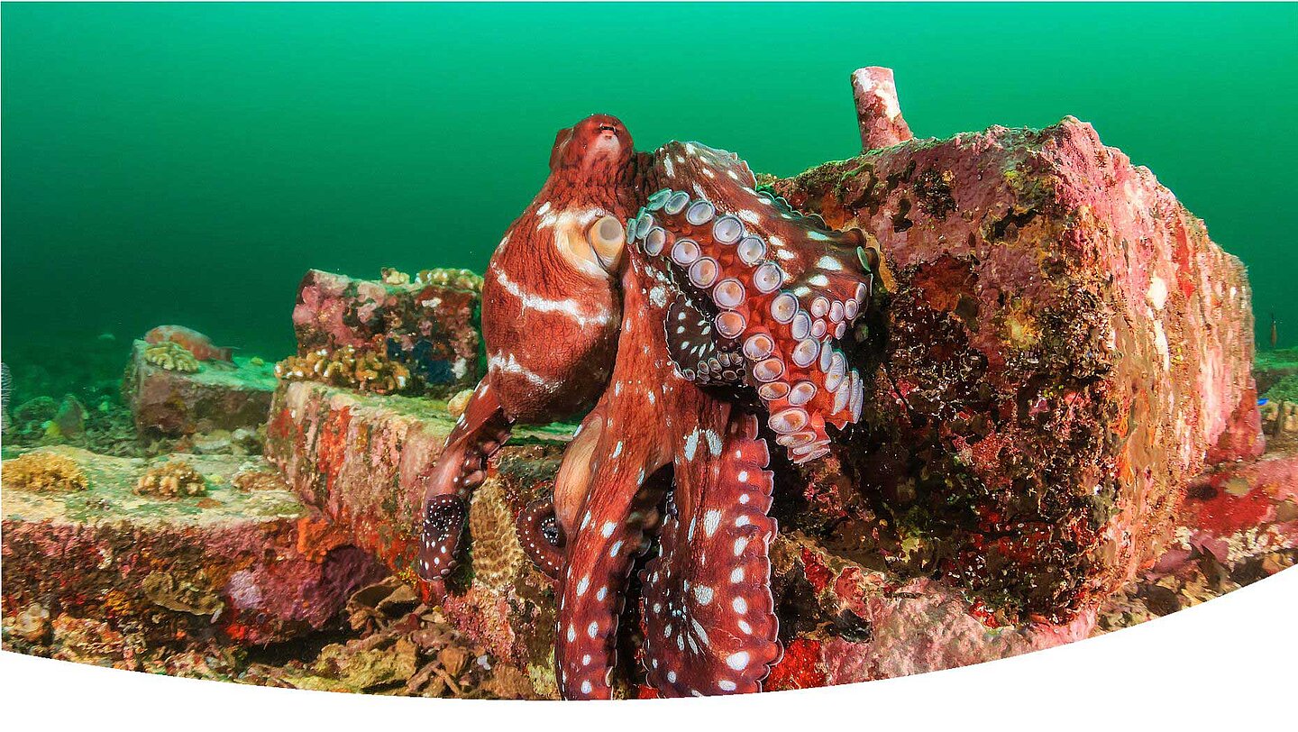a squid next to a stone