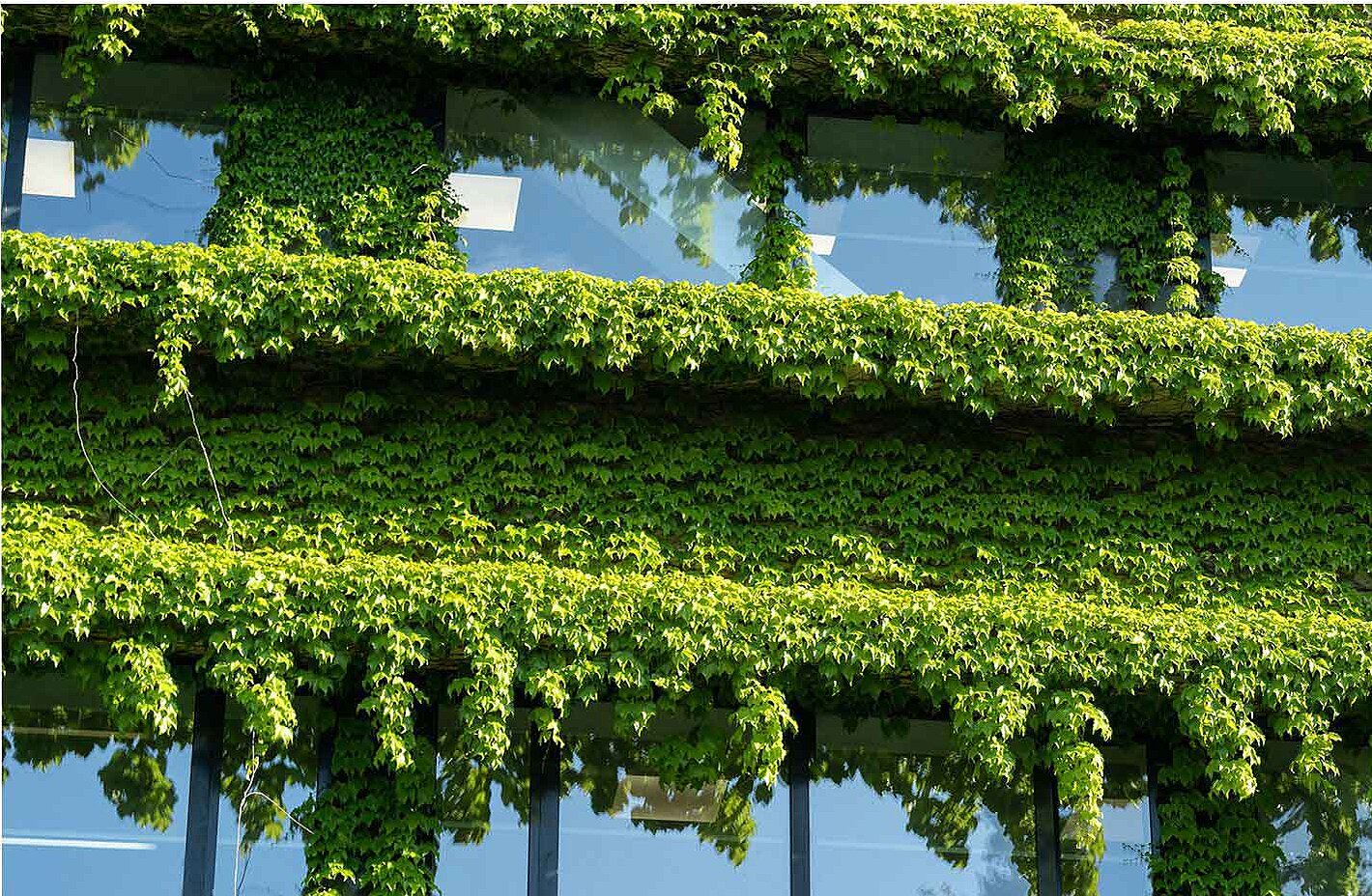 a buidling with many windows, the facade is covered with green plants