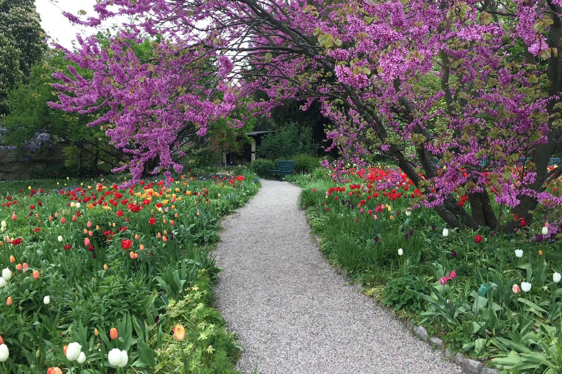 Blick auf Blumenbeet und blühenden Baum im Sichtungsgarten