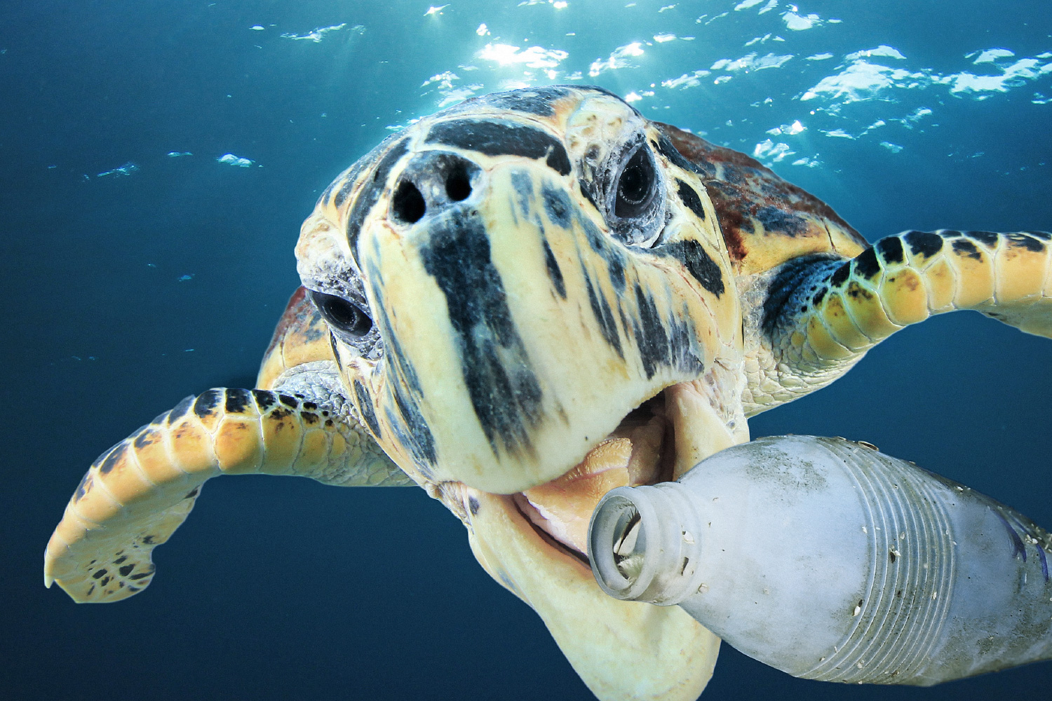 Schwimmende Schildkröte hat PET-Flasche im Maul